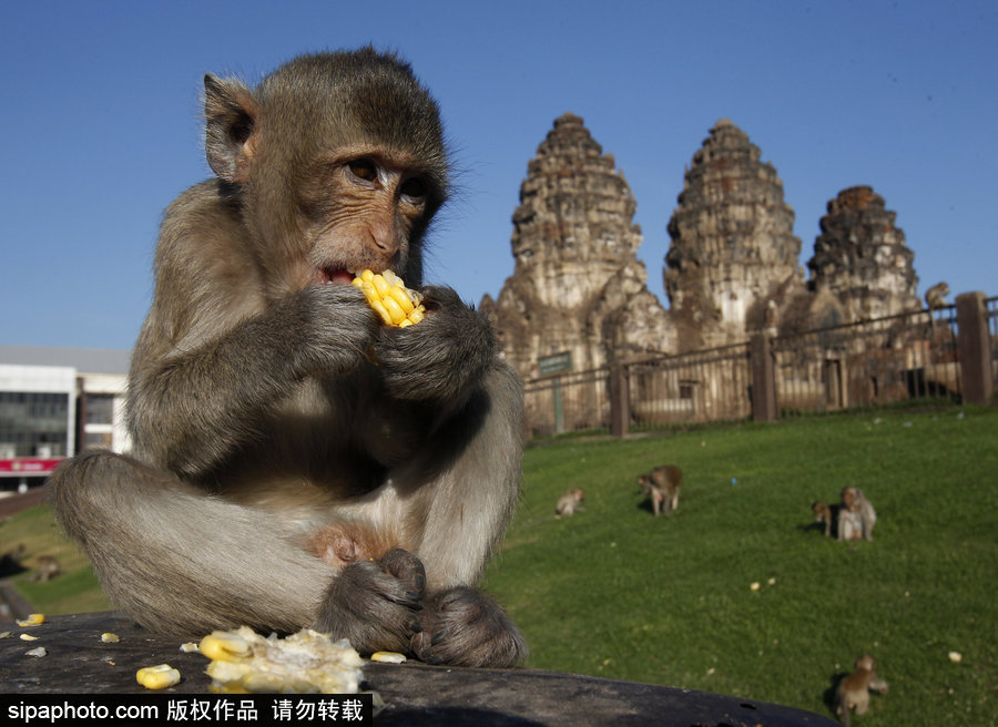 泰國：狂吃海塞歡度節日！猴子自助餐節在曼谷舉行