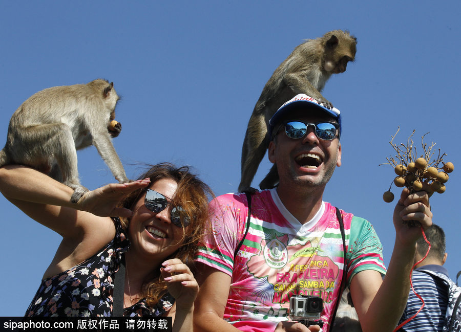 泰國：狂吃海塞歡度節日！猴子自助餐節在曼谷舉行