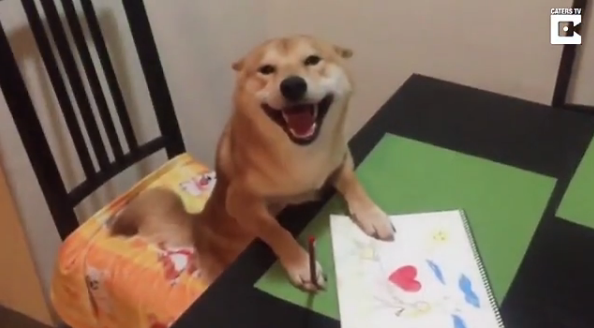 愛看電視的狗狗長什么樣？香港一柴犬被稱最像人類的狗【組圖】