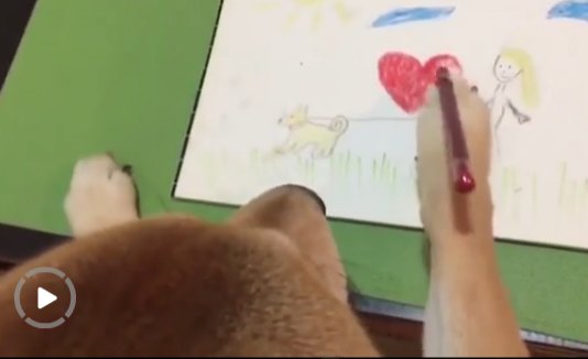 柴犬因愛看電視有“繪畫技能”走紅網絡【圖】