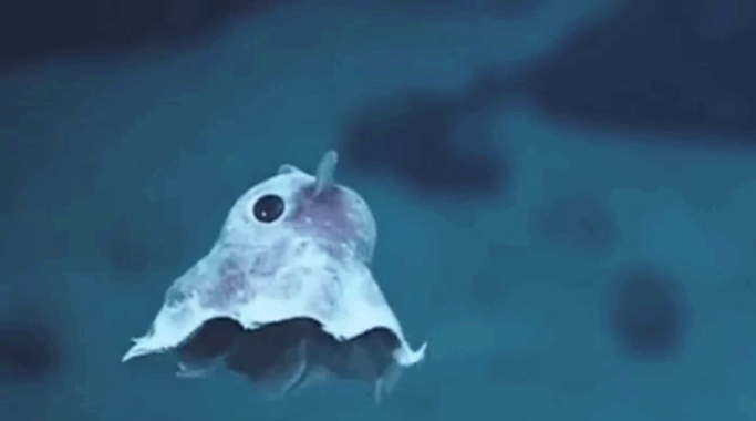 這些動物寶寶你能認(rèn)識幾個？