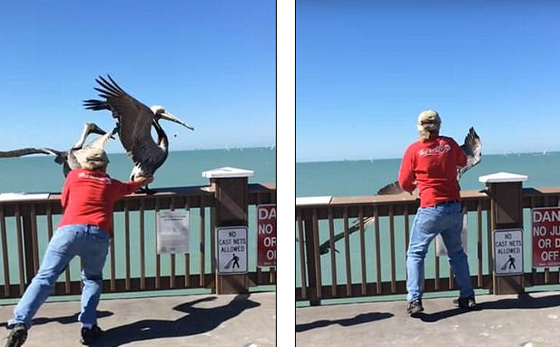 徒手抓鵜鶘的他居然還被稱贊