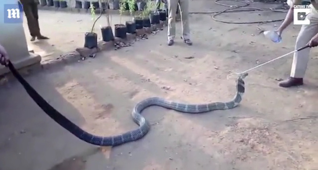 “我好渴！”眼鏡蛇爬進村莊求助 村民喂瓶裝水