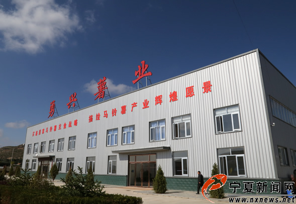 【網(wǎng)絡(luò)媒體“走轉(zhuǎn)改”】西吉縣扶貧攻堅“特色產(chǎn)業(yè)”帶動闖出新路子