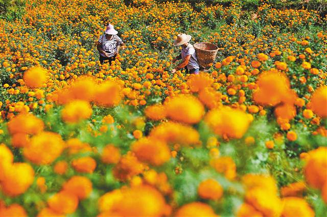 【領航新征程】重慶市南川石漠化治理 向“土地癌癥”說不