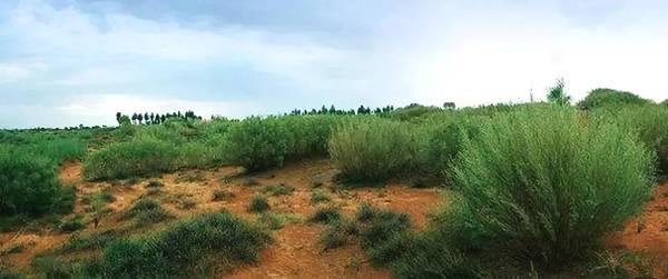 聚焦｜大漠變綠洲，庫布其走出一條綠色的旅游產(chǎn)業(yè)鏈