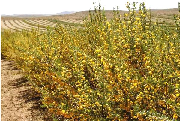 聚焦｜大漠變綠洲，庫布其走出一條綠色的旅游產(chǎn)業(yè)鏈